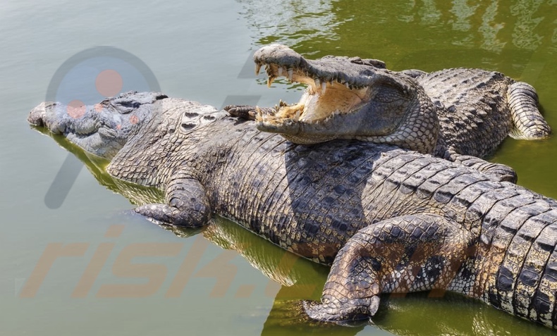 fond d'écran de Crocodile Smile