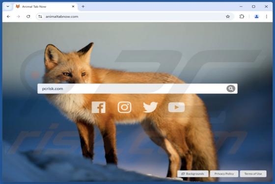 Animaltabnow.com Redirection